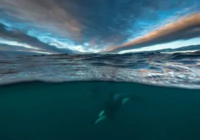 Two orcas underwater